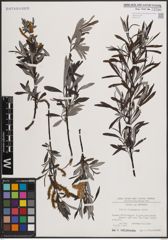 Foto von Salix eleagnos Scop.
